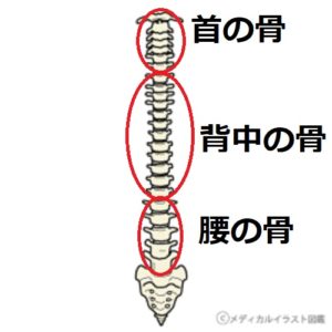 背骨の後面図